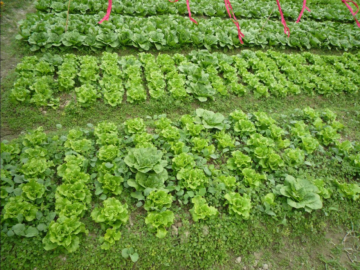 20101127 THE Organic Farm44